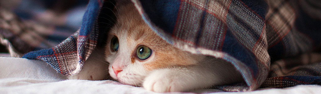 cute-sleepy-kitten-website-header