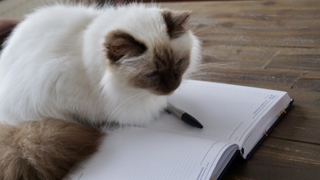 Agenda juul.jpg Agenda juul.jpg